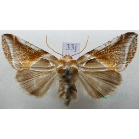 Habrosyne pyritoides (Hufnagel, 1766) Pluszówka agatka Pluszówka agatka Czech33j